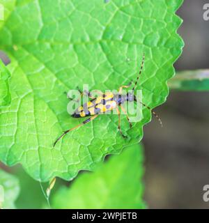 Coléoptère longhorn tacheté sur une feuille - Rutpela maculata Banque D'Images