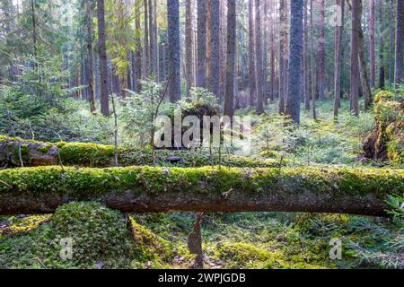 Vieux arbres tombés dans une forêt sauvage Banque D'Images