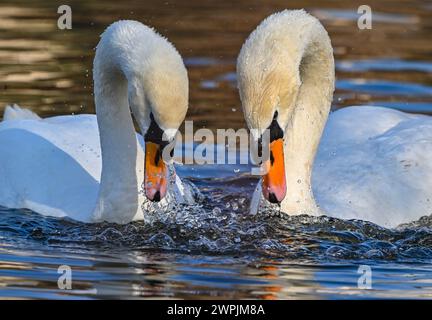 Beeskow, Allemagne. 07 mars 2024. Une paire de cygnes muets (Cygnus olor) nageant sur la rivière Spree. Avec une longueur de corps allant jusqu'à 1,60 mètres et une envergure d'environ 2,40 mètres, le cygne muet est le plus grand oiseau d'eau en Allemagne. Crédit : Patrick Pleul/dpa/Alamy Live News Banque D'Images