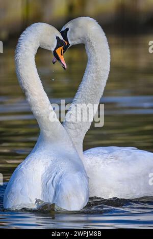 Beeskow, Allemagne. 07 mars 2024. Une paire de cygnes muets (Cygnus olor) nageant sur la rivière Spree. Avec une longueur de corps allant jusqu'à 1,60 mètres et une envergure d'environ 2,40 mètres, le cygne muet est le plus grand oiseau d'eau en Allemagne. Crédit : Patrick Pleul/dpa/Alamy Live News Banque D'Images