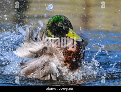 Beeskow, Allemagne. 07 mars 2024. Un colvert (Anas platyrhynchos), ici un mâle, éclaboussant dans les eaux de la Spree. Le colvert est l'une des espèces de canard les plus connues et est répandu en Europe, en Asie et en Amérique du Nord. Crédit : Patrick Pleul/dpa/Alamy Live News Banque D'Images