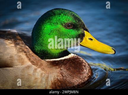 Beeskow, Allemagne. 07 mars 2024. Un colvert (Anas platyrhynchos), ici un mâle, nage sur la Spree. Le colvert est l'une des espèces de canard les plus connues et est répandu en Europe, en Asie et en Amérique du Nord. Crédit : Patrick Pleul/dpa/Alamy Live News Banque D'Images