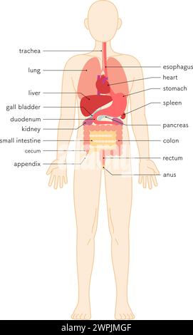 Dessin structurel du corps humain, illustration des organes internes (viscères), illustration vectorielle Illustration de Vecteur