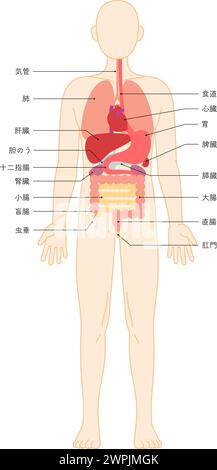Dessin structurel du corps humain, illustration des organes internes (viscères) - traduction : estomac anus appendice rectum caecum côlon trachée hépatique Illustration de Vecteur