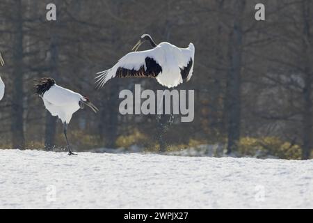 Grues sauvages couronnées de rouge (Grus japonensis) 'spectacle de danse' sur Hokkaido, Japon. Banque D'Images
