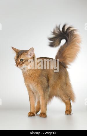 Chat somalien race femelle chat posant pour portrait en studio Banque D'Images