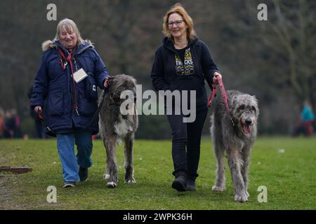 Les propriétaires et leurs Wolfhounds irlandais arrivent le deuxième jour du Crufts Dog Show au National Exhibition Centre (NEC) de Birmingham. Date de la photo : vendredi 8 mars 2024. Banque D'Images