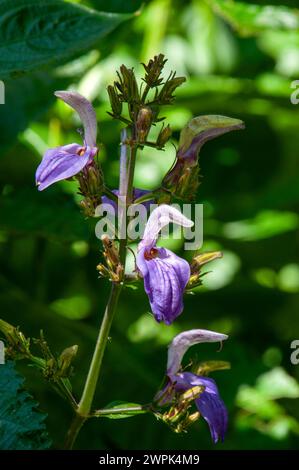 Sydney Australie, tige florale d'abrillantaisia nitens ou sauge géante tropicale dans le jardin Banque D'Images