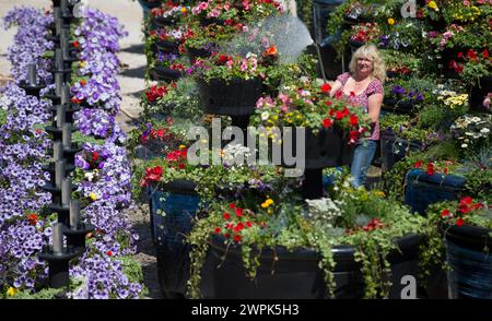 10/07/14 Christine Redfern, arrose 80 pots de fleurs géants pour la dernière fois avant qu'ils ne soient chargés sur un camion ce soir et conduits à Glasgow pour Banque D'Images