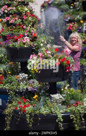 10/07/14 Christine Redfern, arrose 80 pots de fleurs géants pour la dernière fois avant qu'ils ne soient chargés sur un camion ce soir et conduits à Glasgow pour Banque D'Images