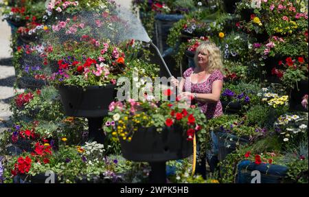 10/07/14 Christine Redfern, arrose 80 pots de fleurs géants pour la dernière fois avant qu'ils ne soient chargés sur un camion ce soir et conduits à Glasgow pour Banque D'Images