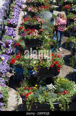 10/07/14 Christine Redfern, arrose 80 pots de fleurs géants pour la dernière fois avant qu'ils ne soient chargés sur un camion ce soir et conduits à Glasgow pour Banque D'Images