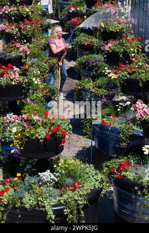 10/07/14 Christine Redfern, arrose 80 pots de fleurs géants pour la dernière fois avant qu'ils ne soient chargés sur un camion ce soir et conduits à Glasgow pour Banque D'Images