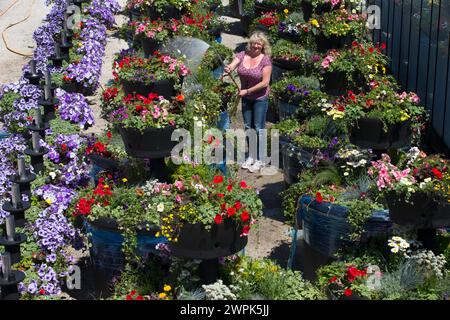 10/07/14 Christine Redfern, arrose 80 pots de fleurs géants pour la dernière fois avant qu'ils ne soient chargés sur un camion ce soir et conduits à Glasgow pour Banque D'Images