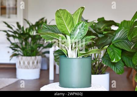 Plante d'intérieur tropicale en pot 'Aglaonema Royal Diamond' avec motif argenté dans livingr oom avec de nombreuses plantes d'intérieur différentes en arrière-plan flou Banque D'Images