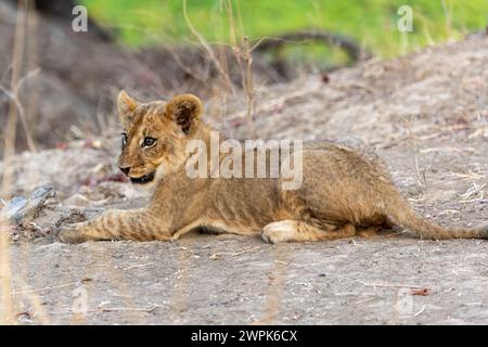 Lion Cub (Panthera leo) couché dans le parc national de South Luangwa en Zambie, Afrique australe Banque D'Images