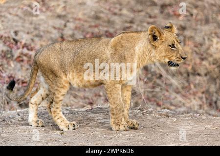 Lion Cub (Panthera leo) debout vigilant dans le parc national de South Luangwa en Zambie, Afrique australe Banque D'Images