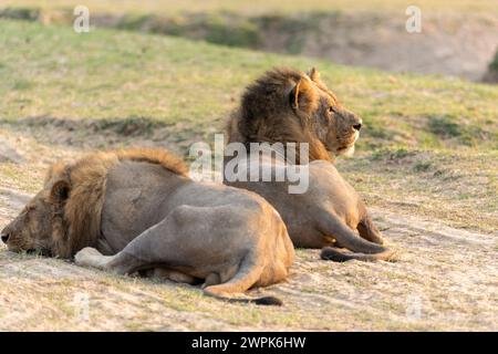 Deux lions mâles (Panthera leo) se relaxant sur un terrain dégagé en profitant du soleil tôt le matin dans le parc national de South Luangwa en Zambie, Afrique australe Banque D'Images