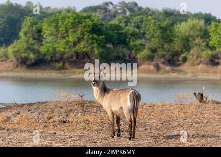 Une femelle commune (Kobus ellipsiprymnus) se tenant à côté de la rivière Luangwa dans le parc national de South Luangwa en Zambie, Afrique australe Banque D'Images