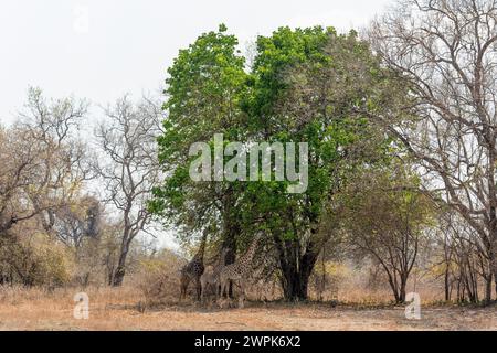 Une famille de girafes de Thornicroft (Giraffa camelopardalis thornicrofti) naviguant dans le parc national de South Luangwa en Zambie, Afrique australe Banque D'Images