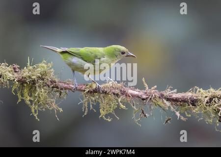 Femme Green Honeycreeper en Colombie Amérique du Sud Banque D'Images
