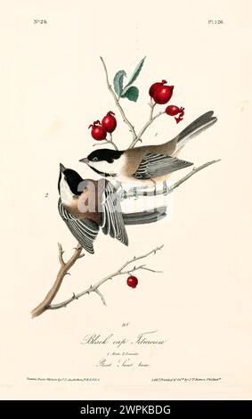 Illustration ancienne gravée de titmouse à chapeau noir (Poecile atricapillus). Créé par J.J. Audubon : Birds of America, Philadelphie, 1840. Banque D'Images