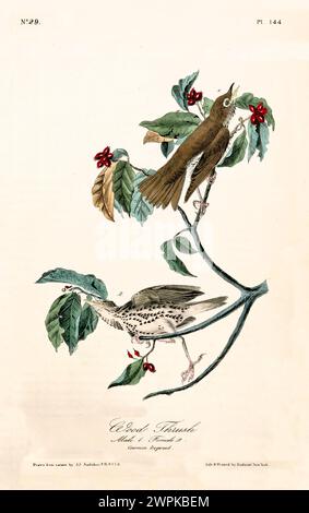 Ancienne illustration gravée de la forêt de bois (Hylocicla mustelina). Créé par J.J. Audubon : Birds of America, Philadelphie, 1840 Banque D'Images