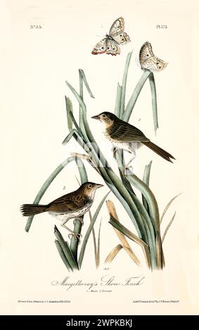 Ancienne illustration gravée du finch de MacGillivray (Ammospiza maritima macgillivraii). Créé par J.J. Audubon : Birds of America, Philadelphie, 1 Banque D'Images