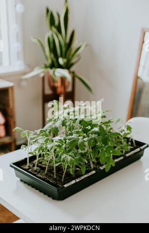 Plateau de plants de tomate d'intérieur pour le jardin de l'arrière-cour Banque D'Images