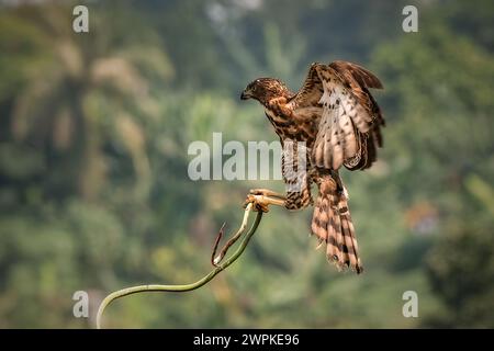 Oiseau Goshawk à crête combattant avec le serpent Banque D'Images