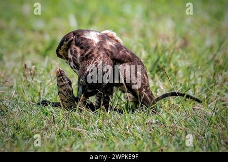 Oiseau Goshawk à crête combattant avec le serpent Banque D'Images