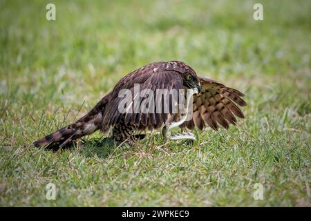 Oiseau Goshawk à crête combattant avec le serpent Banque D'Images