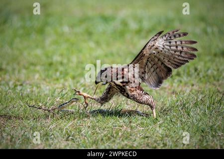 Oiseau Goshawk à crête combattant avec le serpent Banque D'Images