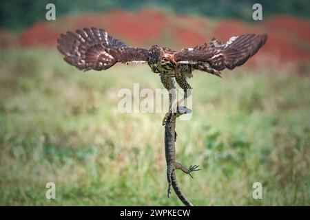 Oiseau Goshawk à crête combattant avec le serpent Banque D'Images