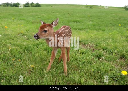 Fawn dans une prairie roulante Banque D'Images
