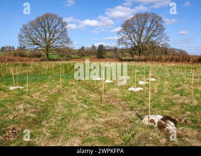 Fouets d'arbres nouvellement plantés avec des piquets de bambou et une variété de paillis de laine de mouton aux copeaux de bois dans une ferme dans les Brecon Beacons South Wales UK Banque D'Images