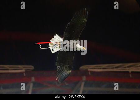 Lisbonne, Portugal. 07 mars 2024. Aigle de SL Benfica vu lors du match UEFA Europa League 2023/24 entre Benfica et Raners à Estadio do Sport Lisboa e Benfica. Score final ; Benfica 2 - 2 Rangers. Crédit : SOPA images Limited/Alamy Live News Banque D'Images