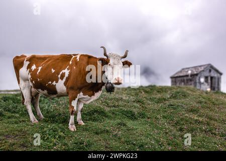 Vache alpine Suisse prairies alpines Banque D'Images