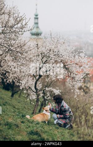 Jeune femme jouant avec le chien corgi dans le jardin de fleurs d'amandiers à Prague Banque D'Images