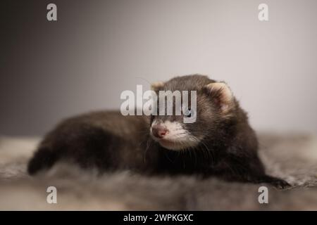 Furet bébé de cinq semaines posant pour le portrait sur la fourrure de lapin Banque D'Images