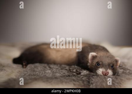 Furet bébé de cinq semaines posant pour le portrait sur la fourrure de lapin Banque D'Images