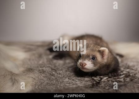 Furet bébé de cinq semaines posant pour le portrait sur la fourrure de lapin Banque D'Images