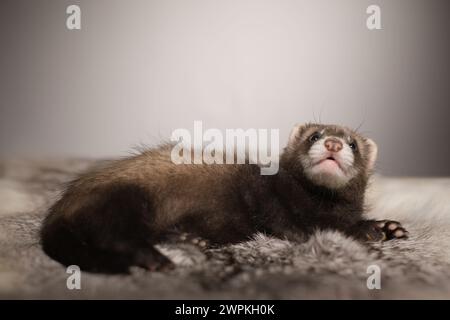 Furet bébé de cinq semaines posant pour le portrait sur la fourrure de lapin Banque D'Images