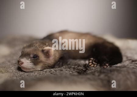 Furet bébé de cinq semaines posant pour le portrait sur la fourrure de lapin Banque D'Images