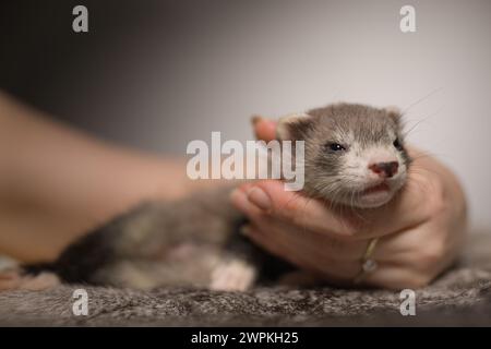 Furet bébé de cinq semaines posant pour le portrait sur la fourrure de lapin Banque D'Images