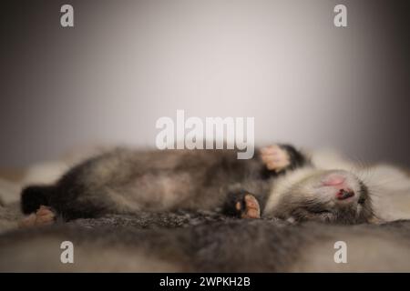 Furet bébé de cinq semaines posant pour le portrait sur la fourrure de lapin Banque D'Images
