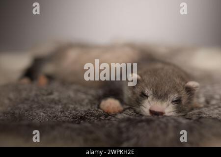 Furet bébé de cinq semaines posant pour le portrait sur la fourrure de lapin Banque D'Images