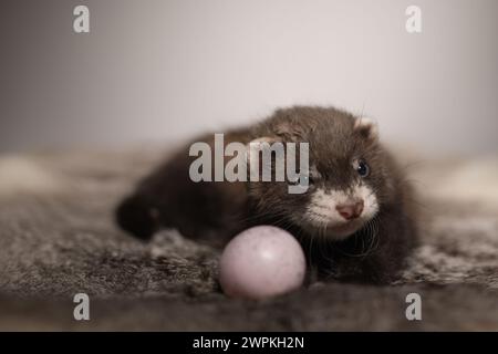 Furet bébé de cinq semaines posant pour le portrait sur la fourrure de lapin Banque D'Images