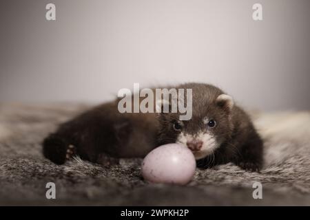 Furet bébé de cinq semaines posant pour le portrait sur la fourrure de lapin Banque D'Images