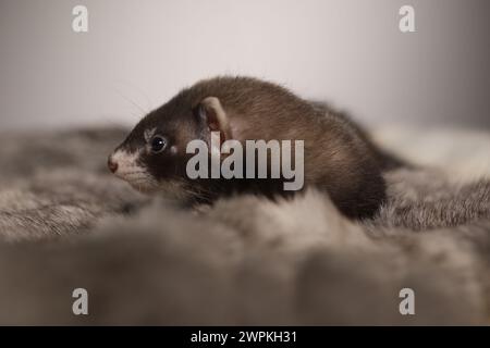 Furet bébé de cinq semaines posant pour le portrait sur la fourrure de lapin Banque D'Images